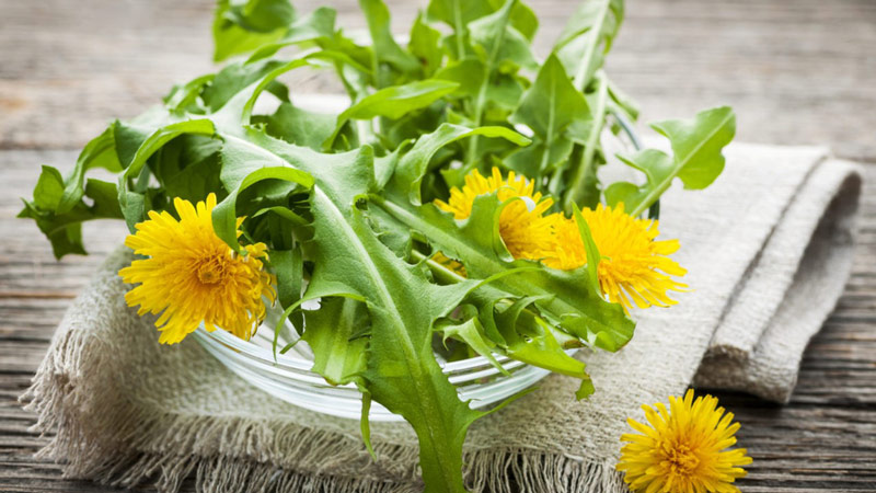 مزایا استفاده از گیاه دارویی گل قاصدک شامل موارد بسیار مختلفی می باشد که 10 مورد از آن به دلایل گوناگون بسیار مورد توجه قرار گرفته است.